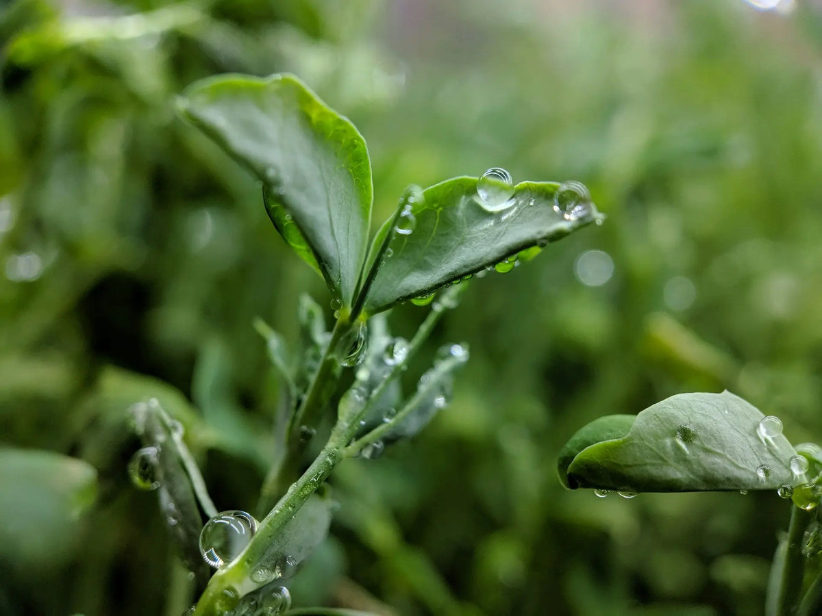 Microgreens: 40% Longer Shelf Life with Pads | Hydrasorb